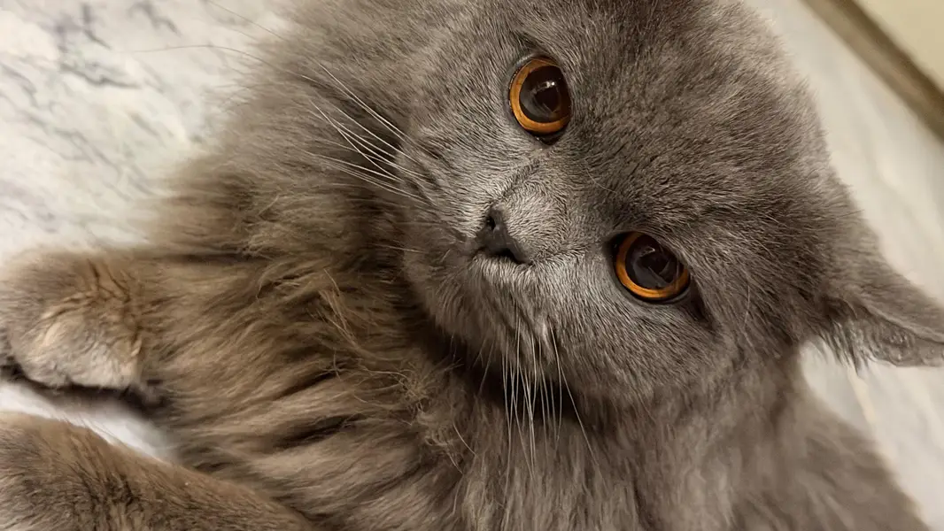 Fluffy Male Persian Cat looking for new home — photo 6