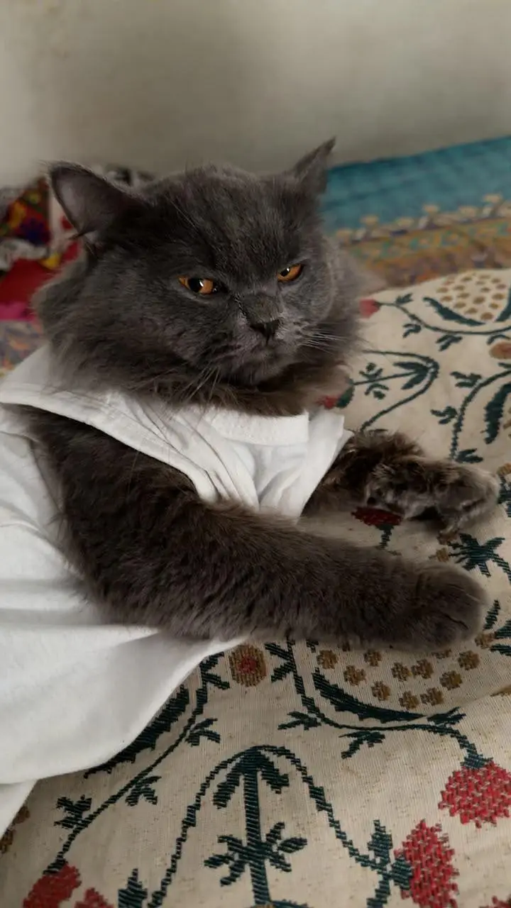 Fluffy Male Persian Cat looking for new home — photo 7