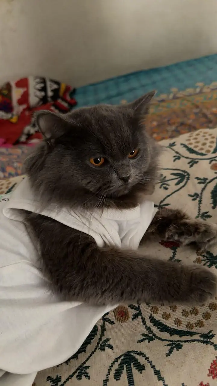 Fluffy Male Persian Cat looking for new home — photo 8