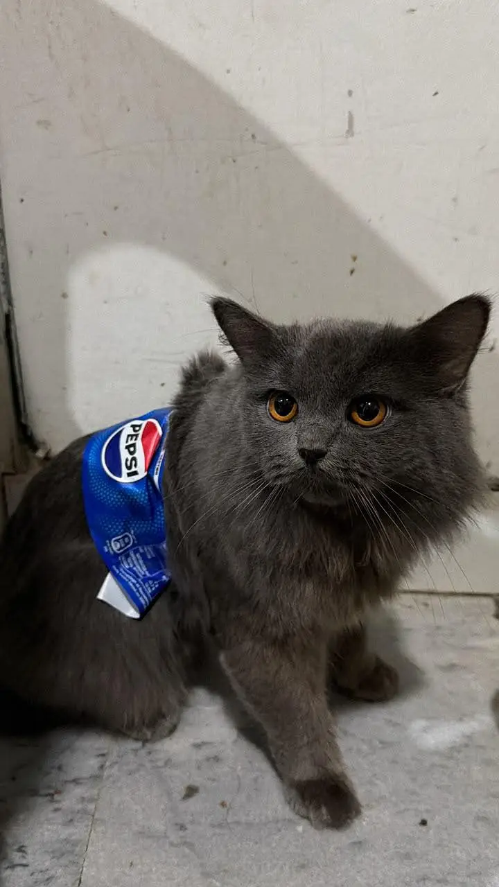 Fluffy Male Persian Cat looking for new home — photo 9