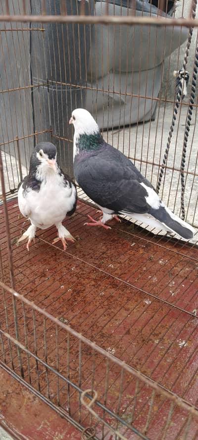 sherazi pigeons