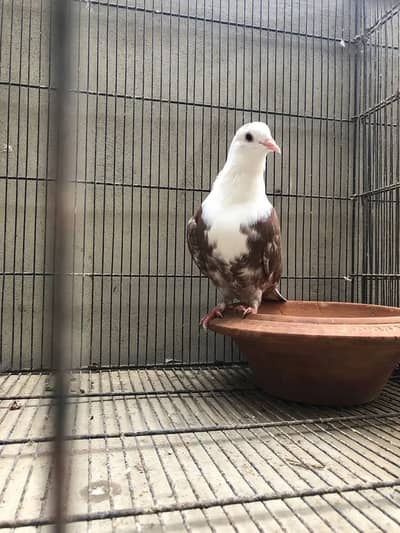 4000 karbalai 2 male pathy 03002218868