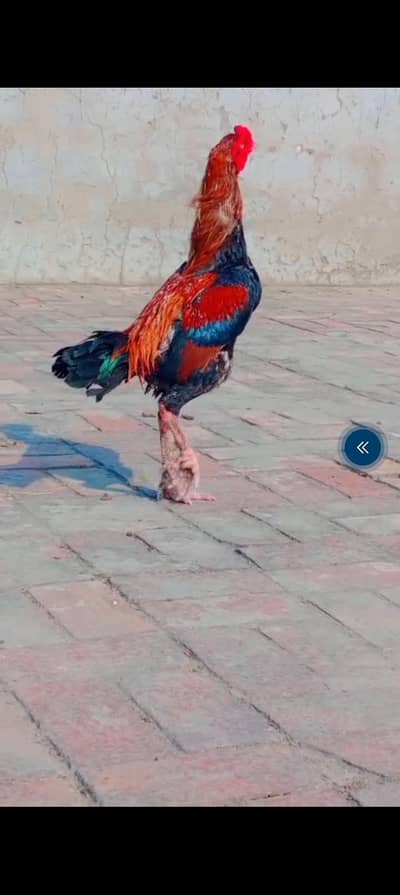 Turkish hint buhat hi achaa  murga ha 35 so ya 36 so muhra hay