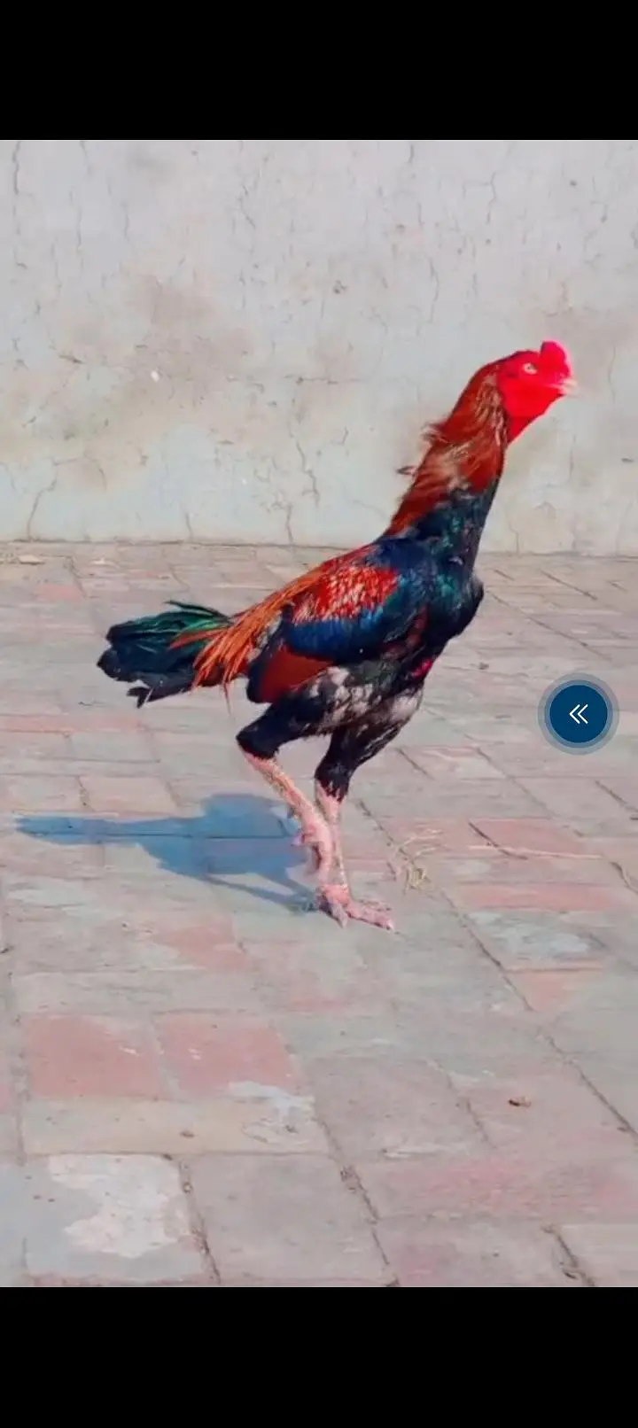 Turkish hint buhat hi achaa  murga ha 35 so ya 36 so muhra hay — photo 2