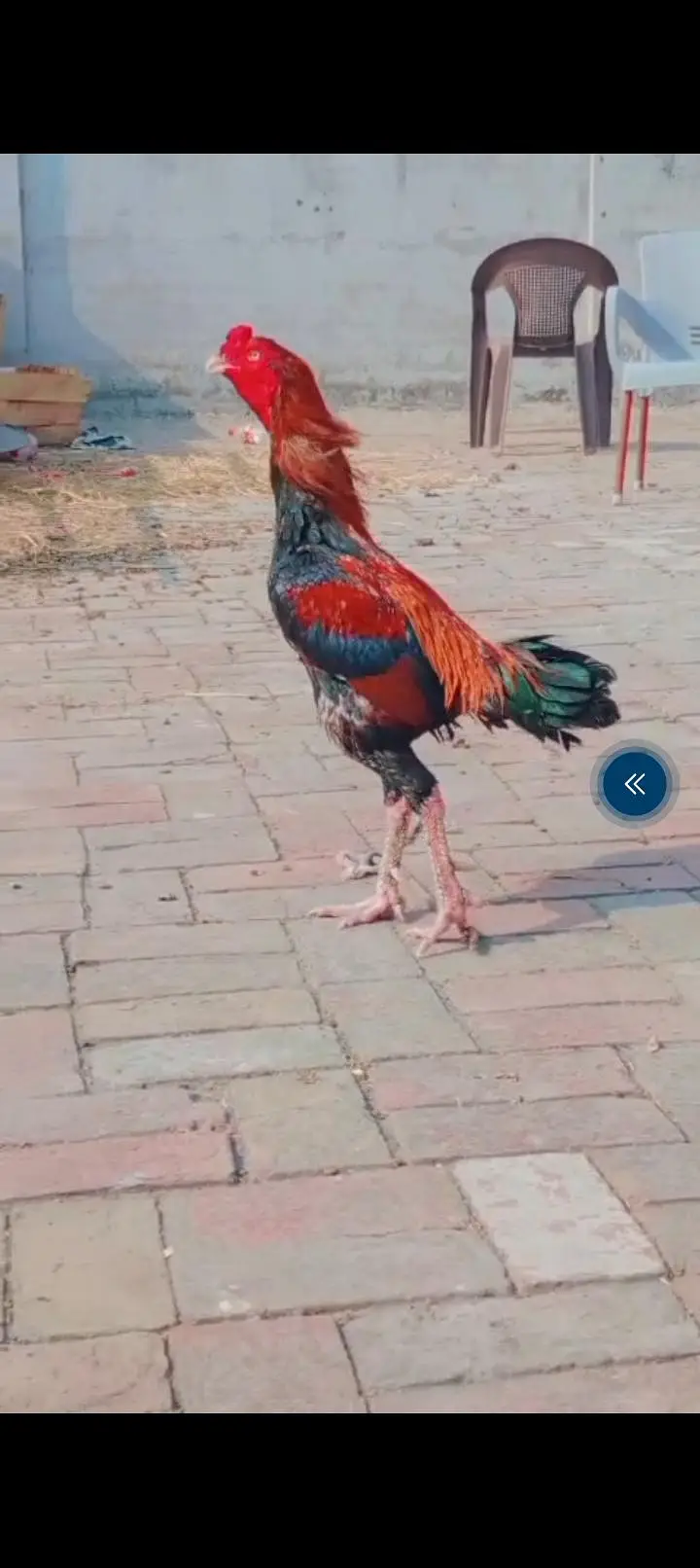 Turkish hint buhat hi achaa  murga ha 35 so ya 36 so muhra hay — photo 3