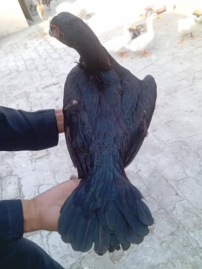 aseel hen for sale