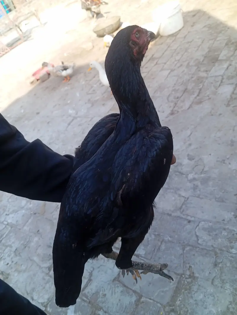 aseel hen for sale — photo 2