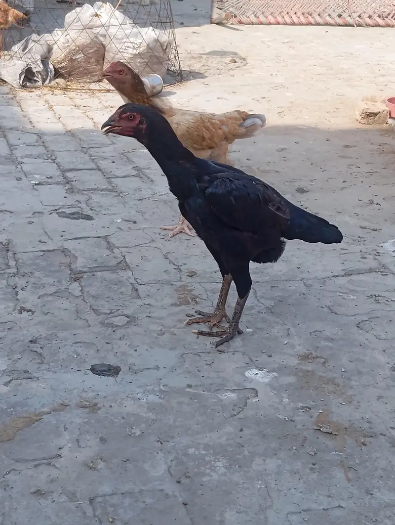 aseel hen for sale — photo 3