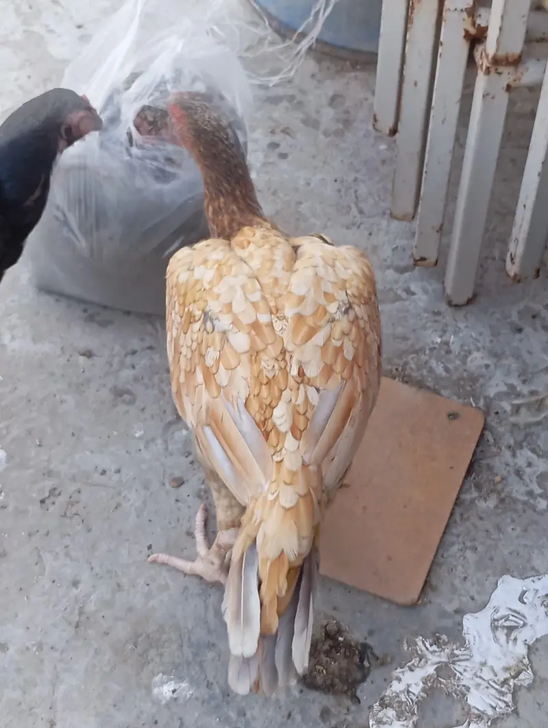 aseel hen for sale — photo 4