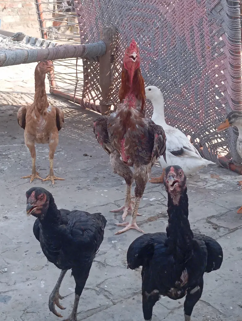 aseel hen for sale — photo 5