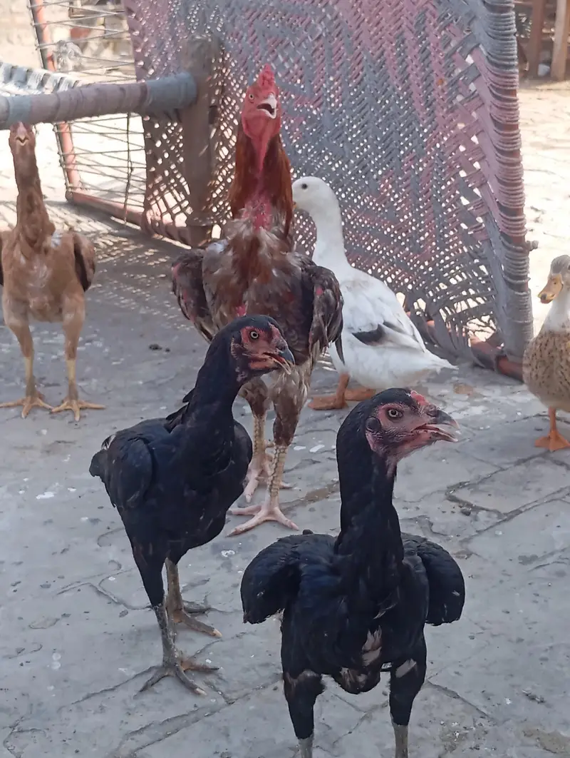 aseel hen for sale — photo 6