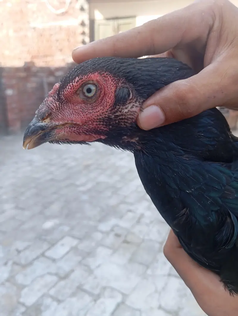 aseel hen for sale — photo 7