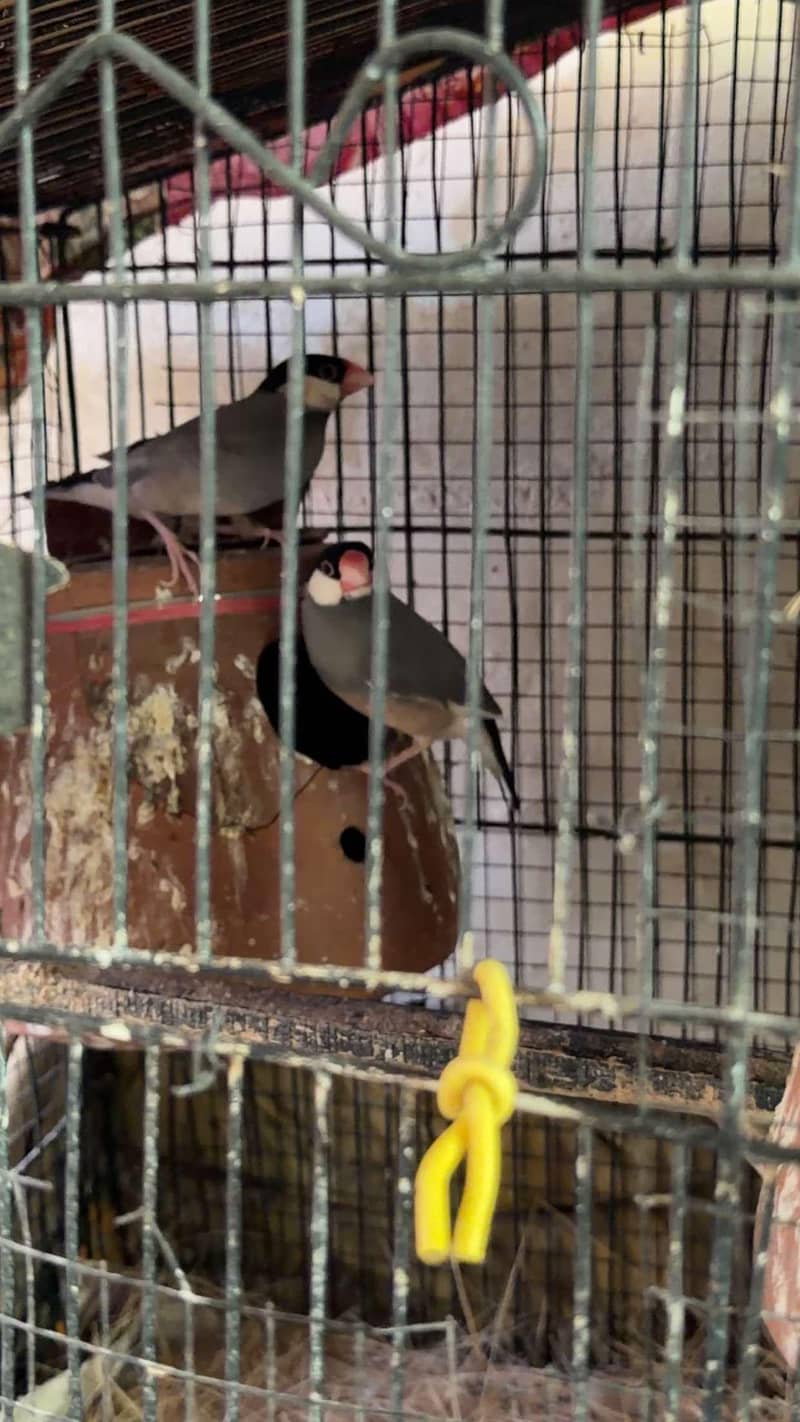 java breeders pair's 1