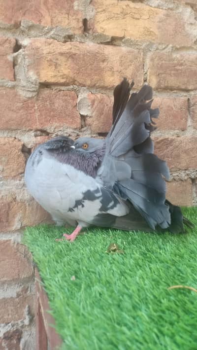 modran fantail baredar pair available