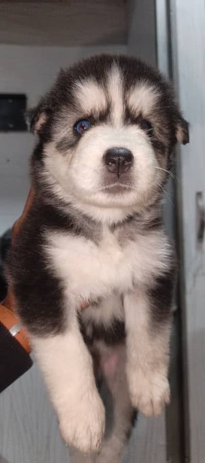Siberian husky puppies