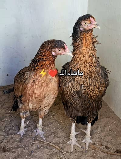 Females Available 1 Ki Price 4000