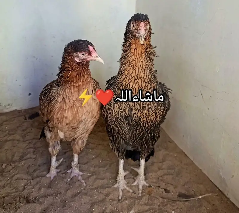 Females Available 1 Ki Price 4000 — photo 2