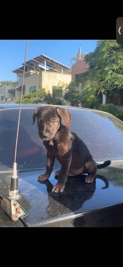 Puppy for sale only serious buyers contact