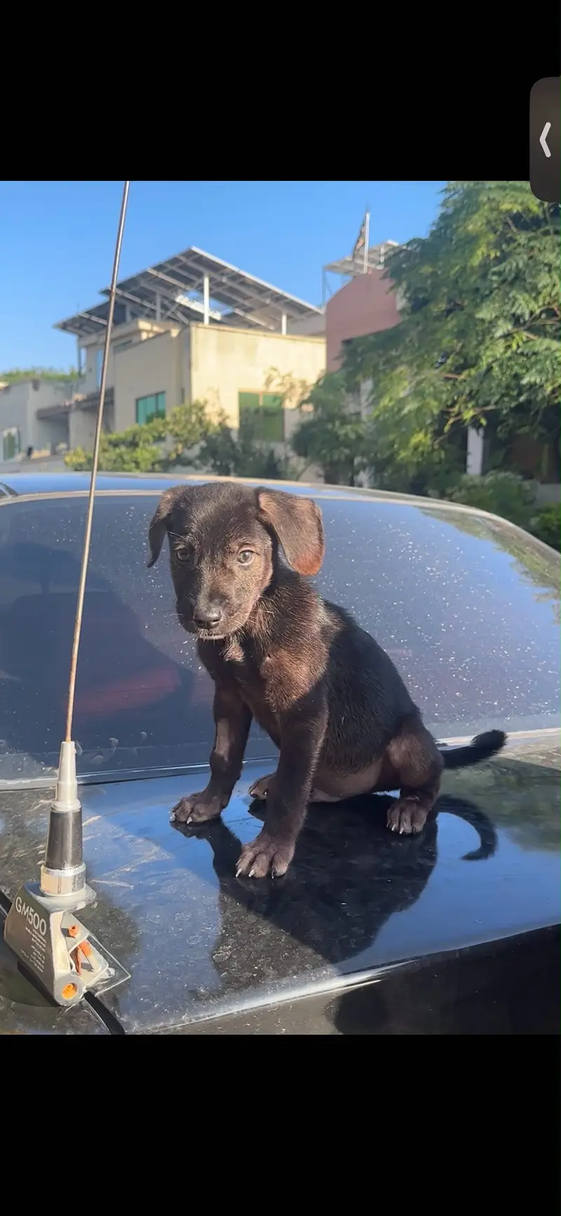 Puppy for sale only serious buyers contact