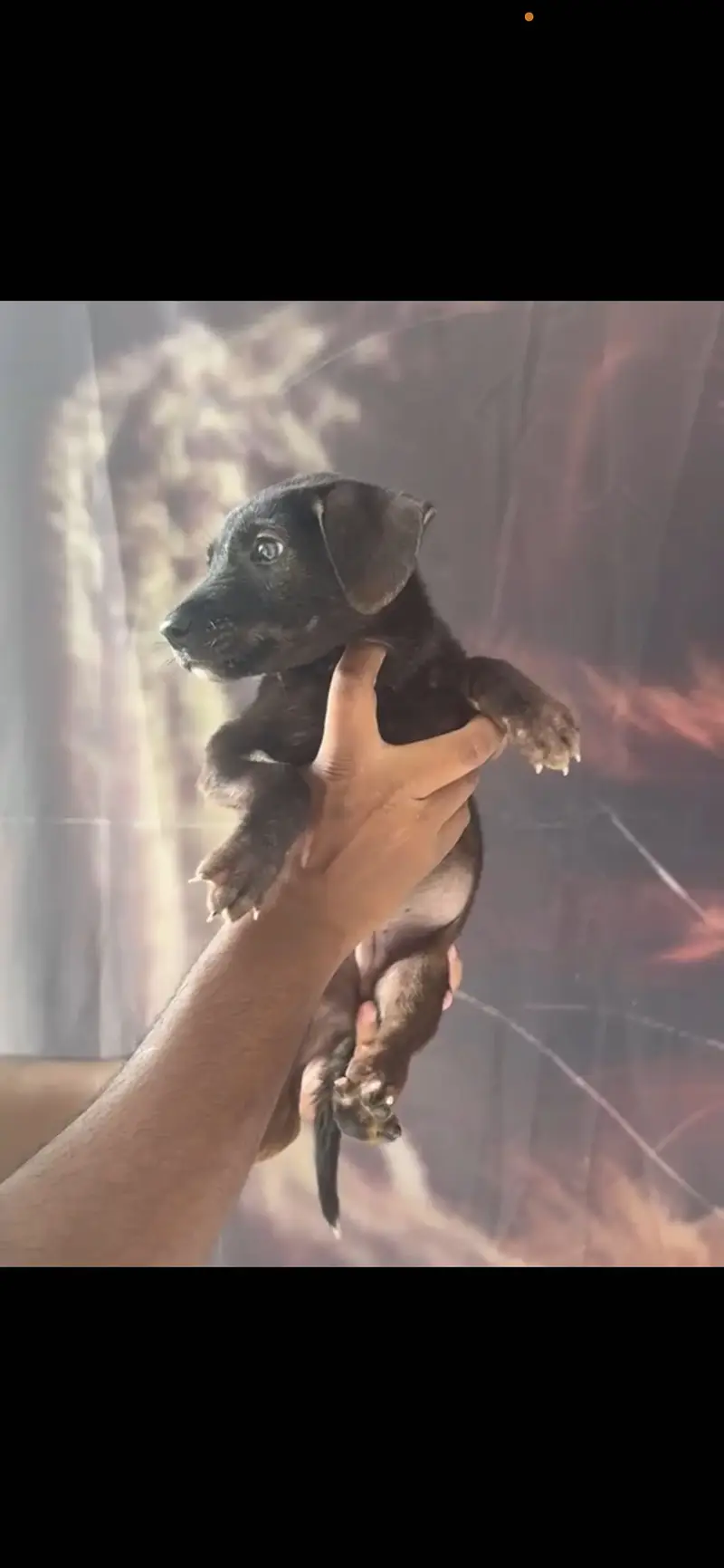 Puppy for sale only serious buyers contact — photo 2