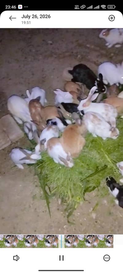 Mixed Colour Rabbits/ Red Albino For sale