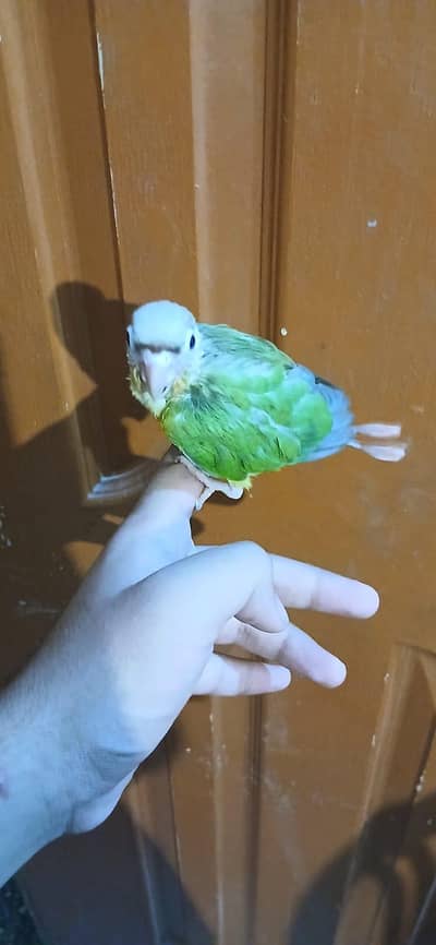 pinaple conure high red factor chick available