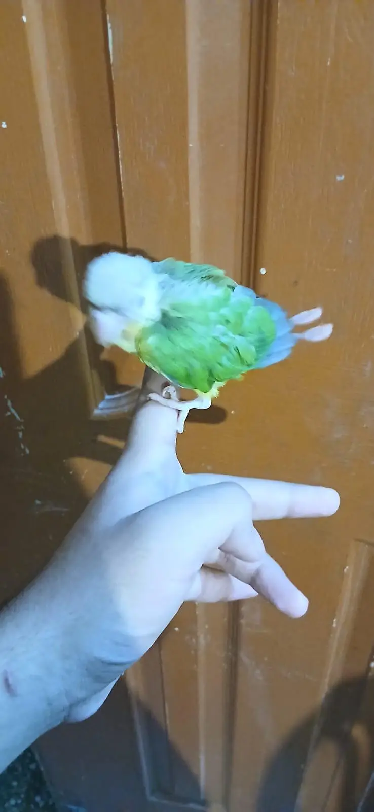 pinaple conure high red factor chick available — photo 2