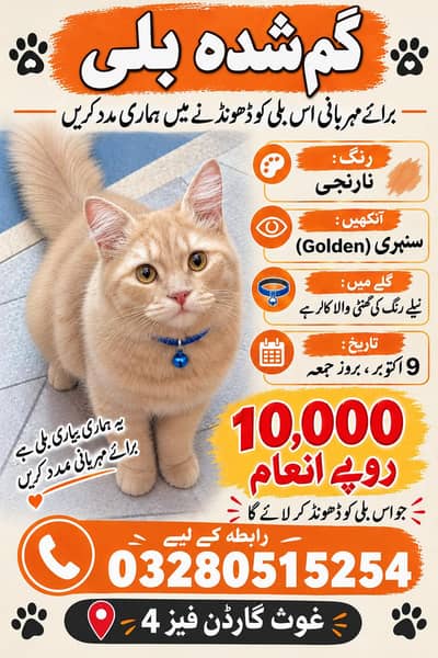 persian cat