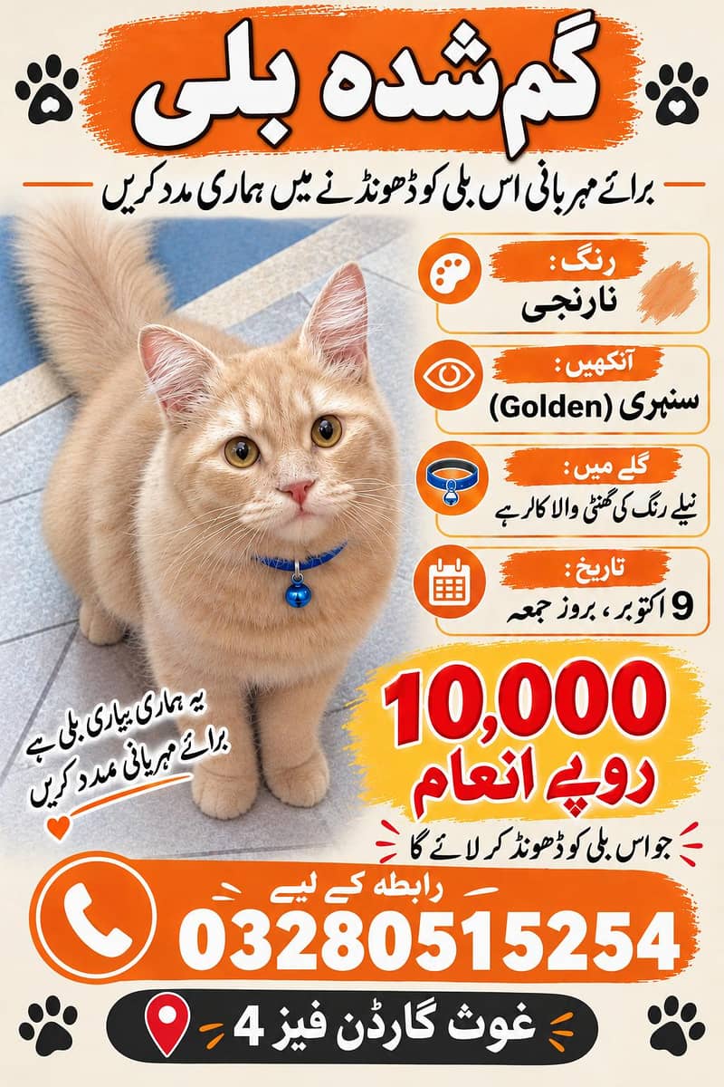 persian cat 0