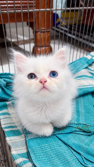 3 Persian Angora Cats for sale  (Kitten)