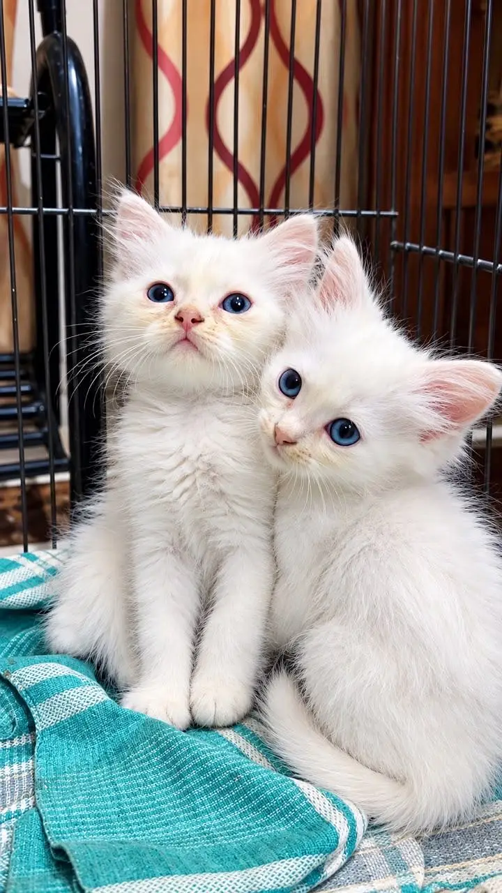 3 Persian Angora Cats for sale  (Kitten) — photo 2
