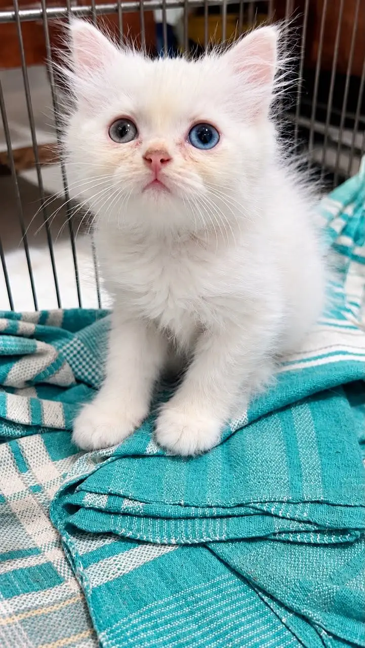 3 Persian Angora Cats for sale  (Kitten) — photo 3