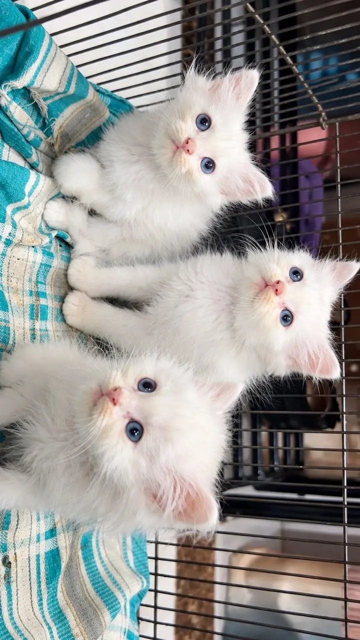 3 Persian Angora Cats for sale  (Kitten) — photo 4
