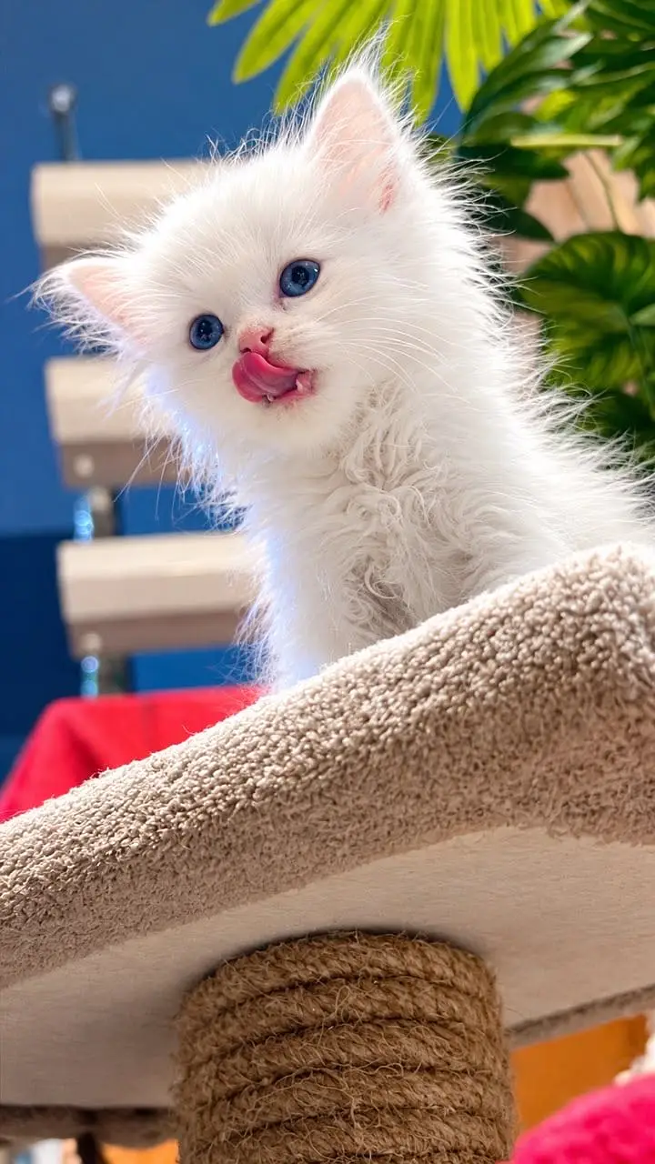 3 Persian Angora Cats for sale  (Kitten) — photo 5