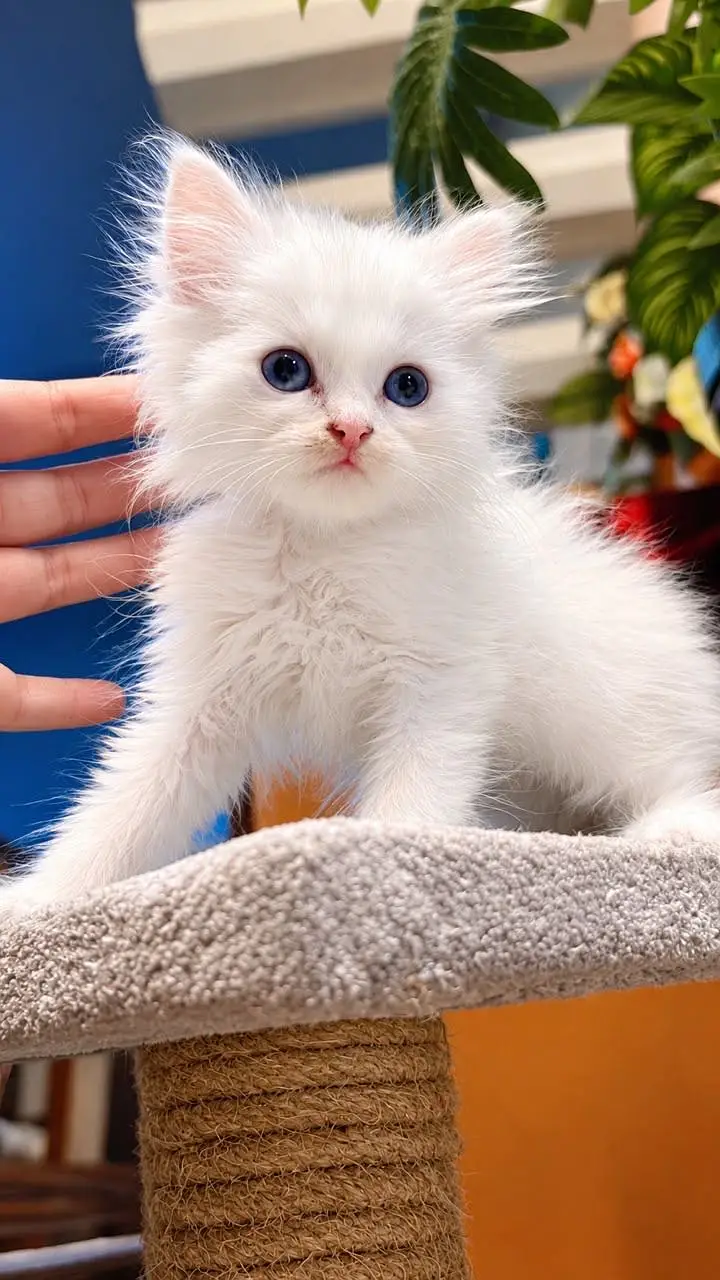 3 Persian Angora Cats for sale  (Kitten) — photo 7