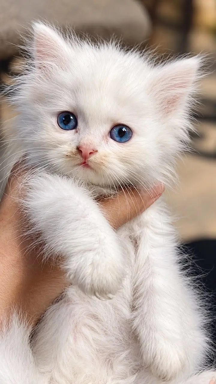 3 Persian Angora Cats for sale  (Kitten) — photo 8