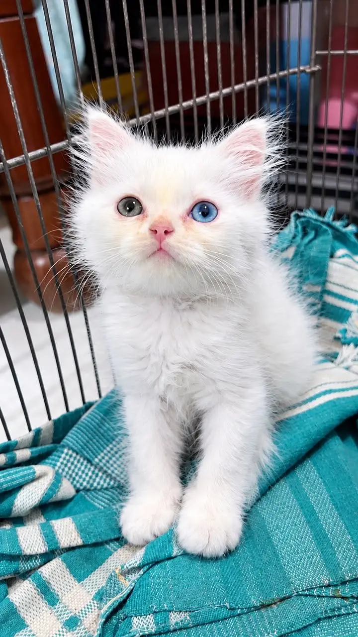 3 Persian Angora Cats for sale  (Kitten) — photo 9
