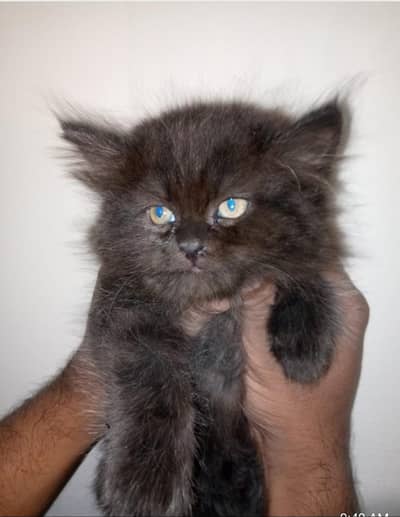 Persian Kitten