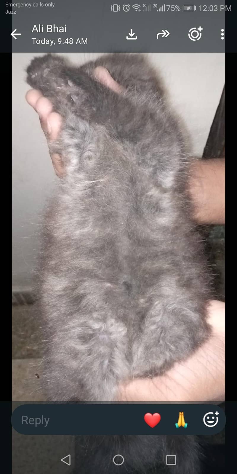 Persian Kitten 1