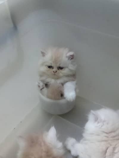 sale of persion cats