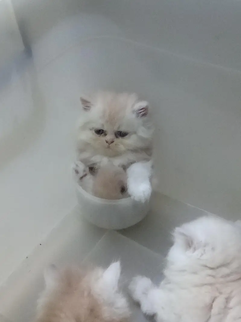 sale of persion cats — photo 2