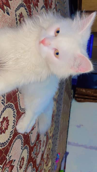 Beautiful Purebred White Persian Kitten - Fluffy & Healthy