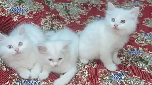 3 baby kittens