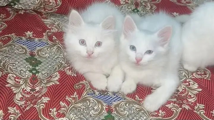 3 baby kittens — photo 2