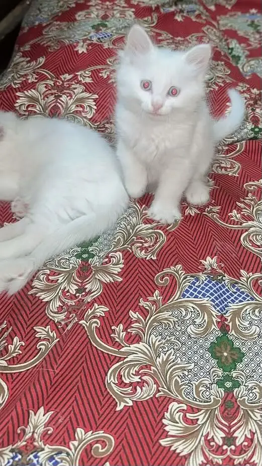 3 baby kittens — photo 3