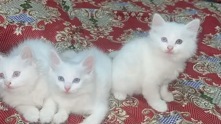 3 baby kittens — photo 4