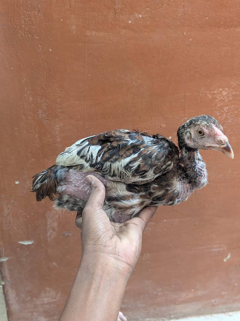 aseel phatay or paper white khadari heera - Hens - 1120543738