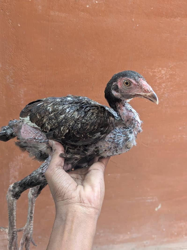 aseel phatay or paper white khadari heera - Hens - 1120543738