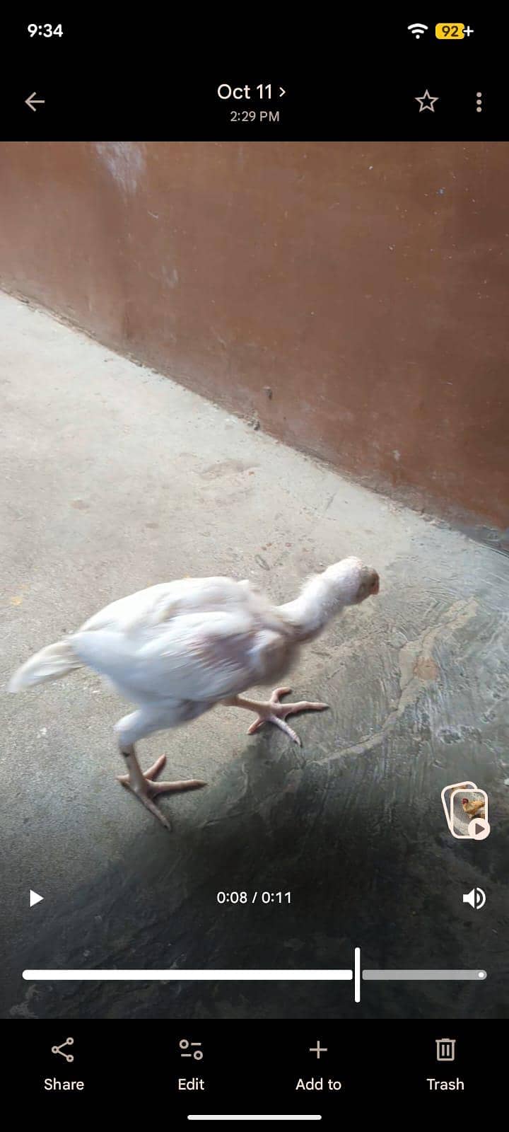 aseel phatay or paper white khadari heera - Hens - 1120543738