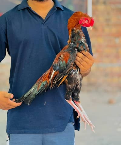 Pure aseel breeder